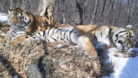 Siberian tiger meeting
