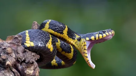 snakes bites who report