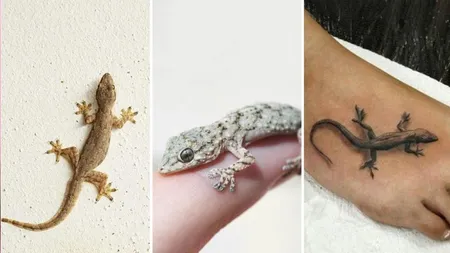 छिपकली (1)