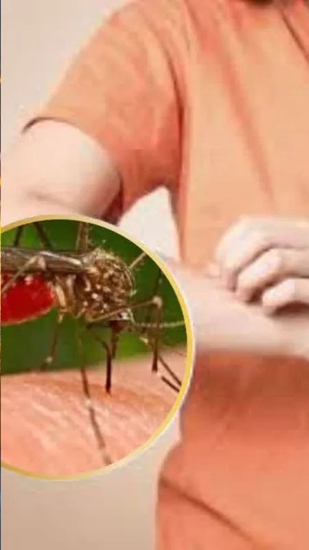 How To Get Rid Of Mosquitoes