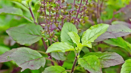 tulsi