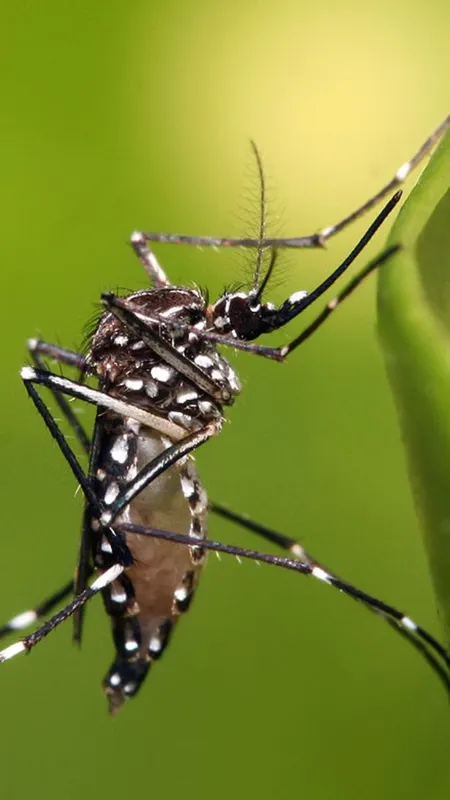 इन लोगों को सबसे ज्यादा क्यों काटते हैं मच्छर, जानें वजह!