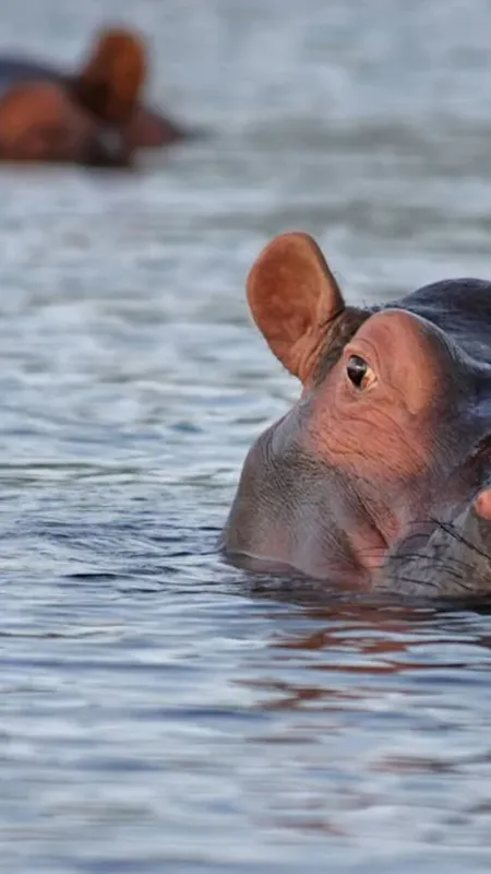 आखिर Hippopotamus का पसीना क्यों होता है गुलाबी?