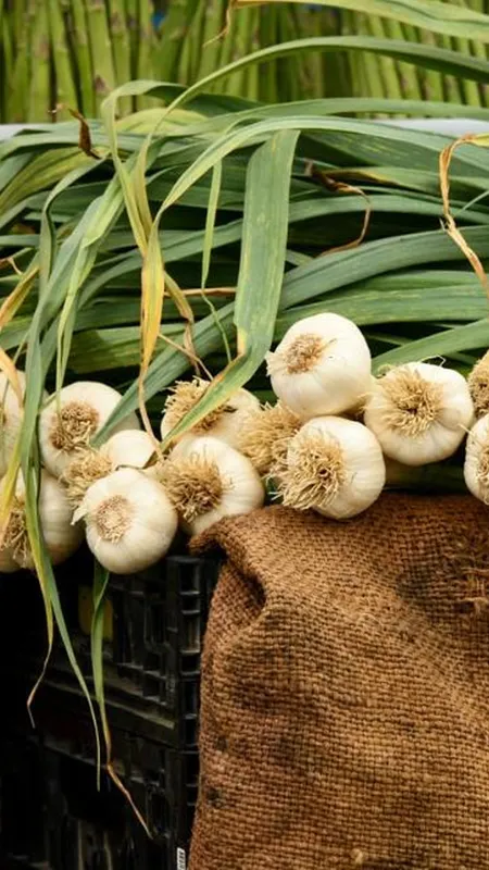 Health हमेशा रहेगी बरकरार, लगाइए ये पौधा बस घर पर एक बार