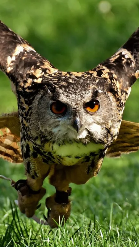 दिवाली पर उल्लू की बलि देने का क्या है कनेक्शन?