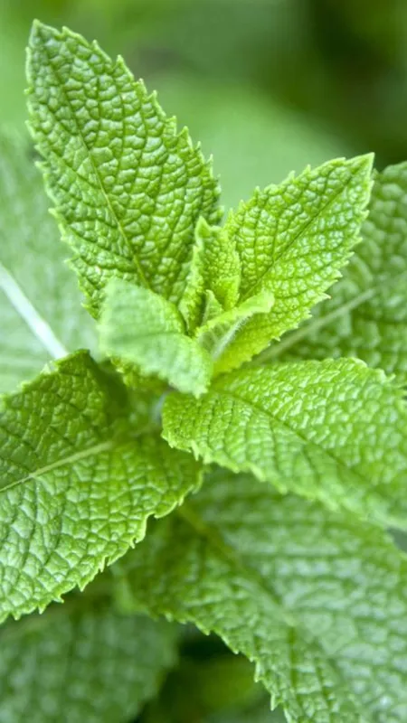 खाली पेट पुदीने की पत्तियां चबाने के 5 फायदे!