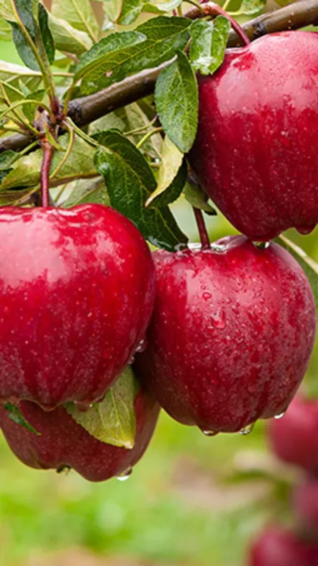 रोजाना सेब खाने से दूर हो जाते हैं ये रोग!