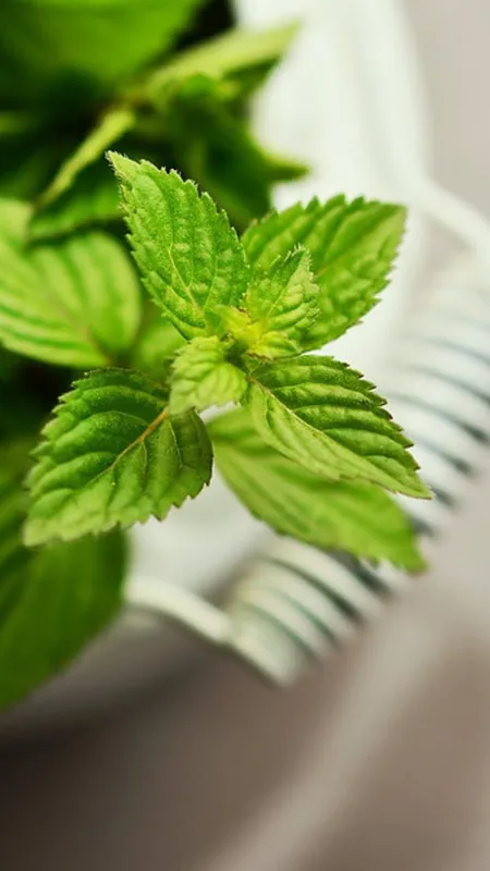 पुदीना की पत्तियां खाने से मिलते हैं ये फायदे!