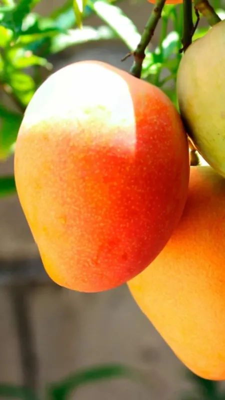 खाने से पहले पानी में क्यों भिगोने चाहिए आम, जानें