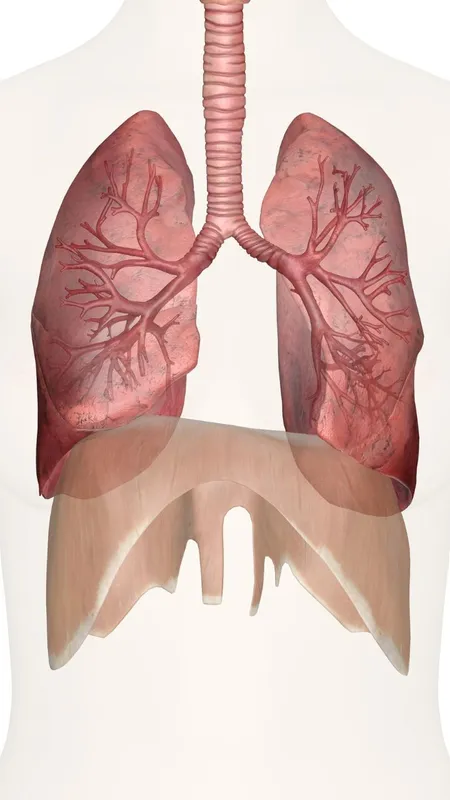 ये चीजें धीरे-धीरे आपके फेफड़ों को कर रही हैं बर्बाद