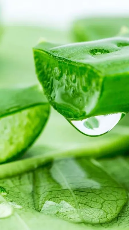 ऐसे करें एलोवेरा का इस्तेमाल अगले दिन शाइन करेगी स्किन