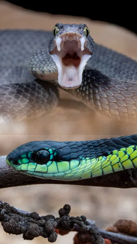 Deadliest Snake: यह 5 सांप पृथ्वी पर है सबसे घातक!