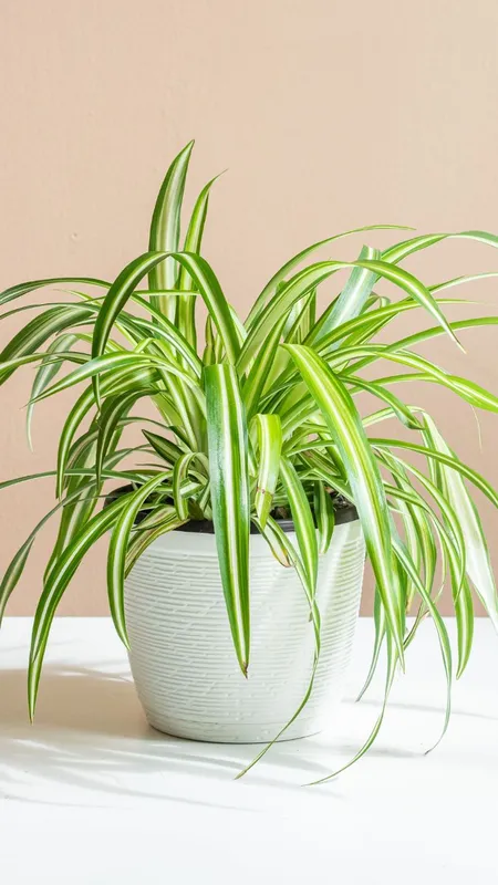 प्रदूषण से बचने के लिए आज ही लगाएं ये पौधे