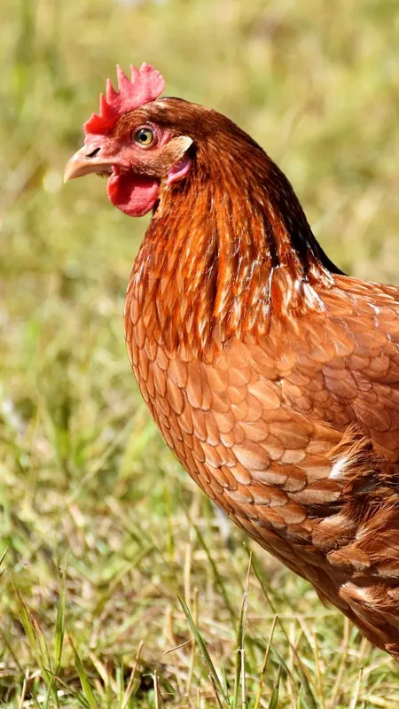 मुर्गिया अपनी भावनाएं करती हैं व्यक्त, जानें कैसे