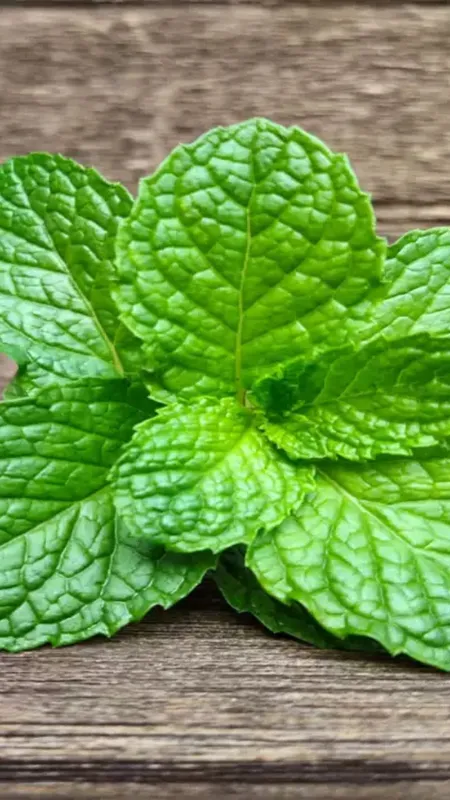 इस हरे पत्ते में छिपा है कई बीमारियों का इलाज!