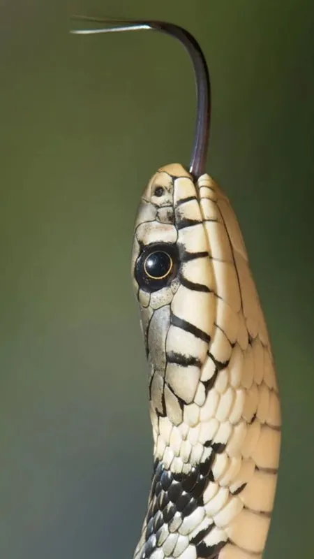 दुनिया की ये जगह है सांपों का घर, इंसानों का जाना है सख्त वर्जित!