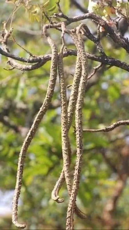 ये है दुनिया की अनोखी लकड़ी, पानी में डालते ही तैरने लगती है उल्टी