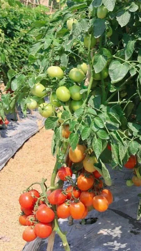 जानें कब और कैसे करें टमाटर की खेती!