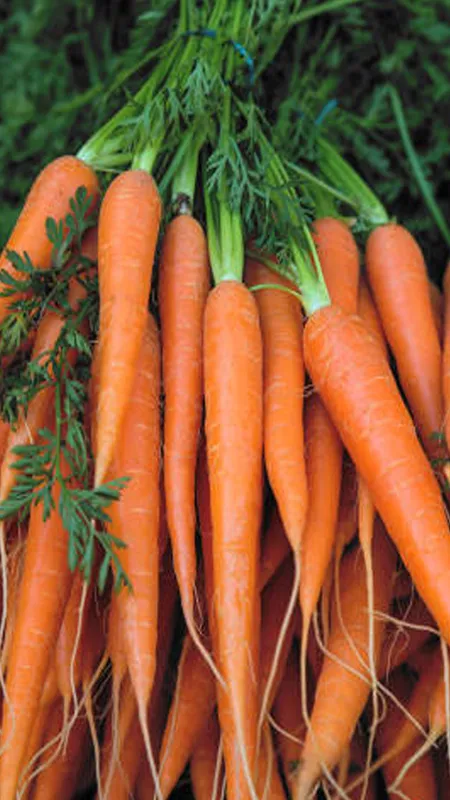 सर्दियों में अगर खाई गाजर, तो हेल्थ को उठाने पड़ेंगे नुकसान भर-भर