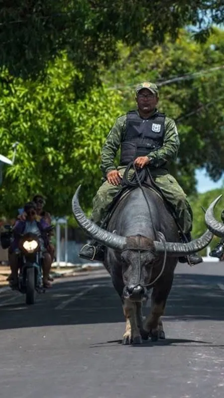 यहां की पुलिस भैंसों से करती है गश्त, वजह जानकर पकड़ लेंगे माथा