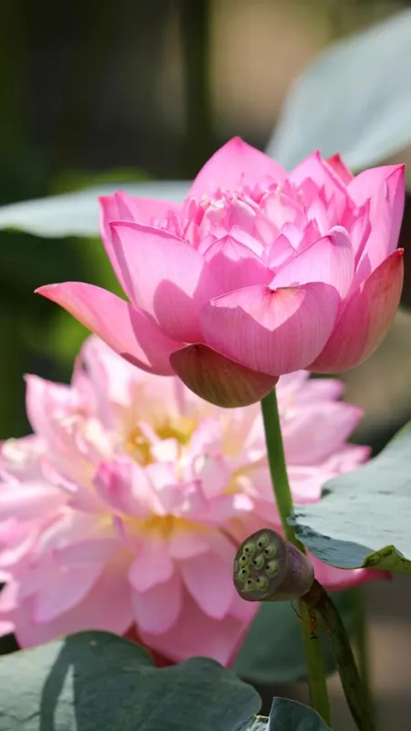 कमल के फूल के इस्तेमाल का ये तरीका जबरदस्त,Stress दूर करने में करे मदद