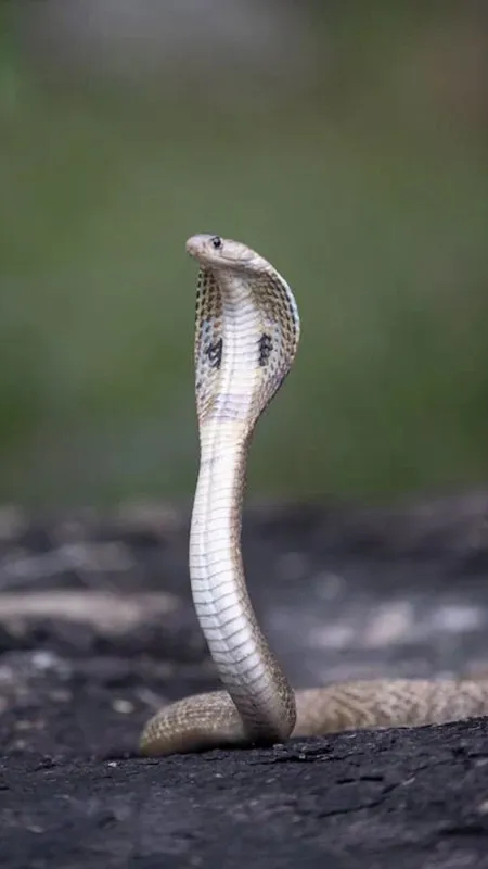 क्या सचमुच नागिन अपने प्यार का लेती है बदला