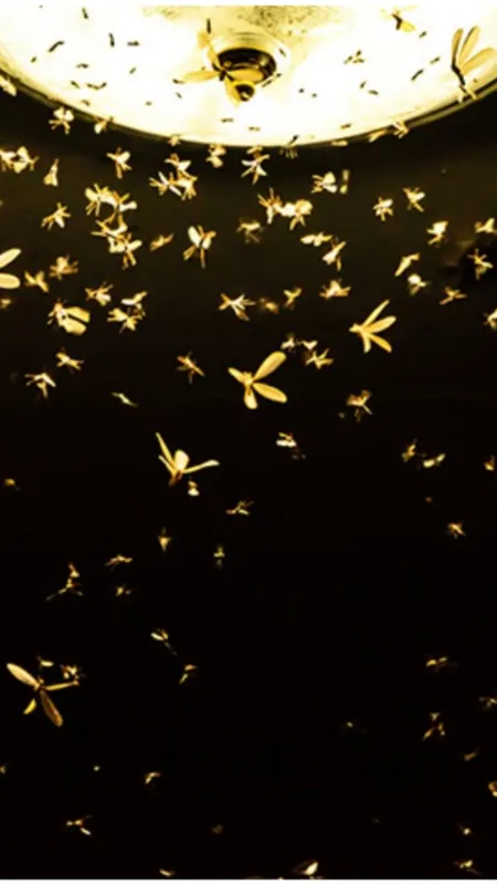 बारिश के कीट-पतंगे को भगाने के लिए अपनाएं ये 5 घरेलू टिप्स!