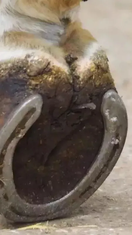 आखिर घोड़े को नाल क्यों पहनाई जाती है, क्या है इसके पीछे का साइंस?