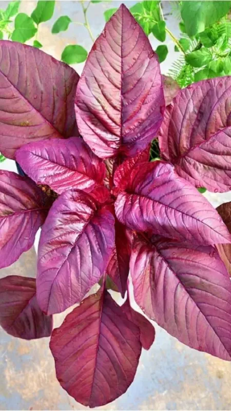 लाल साग खाने के अनगिनत फायदे!