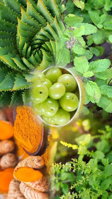 Health Tips: प्रदूषण से लड़ने के लिए इन 5 जड़ी-बूटियों का करें सेवन