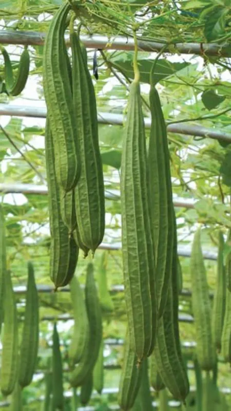 इन लोगों को नहीं खानी चाहिए तोरई