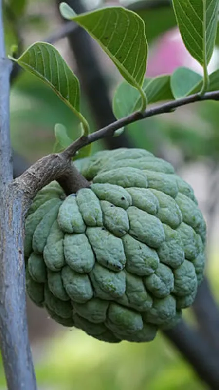 शरीफा खाने के हैरान कर देने वाले फायदे!