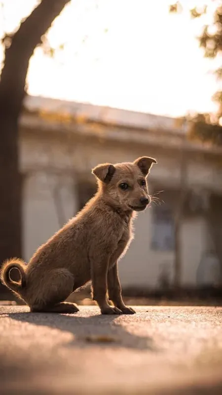कुत्तों की पूँछ टेढ़ी क्यों होती है? यहां जानें सटीक जवाब
