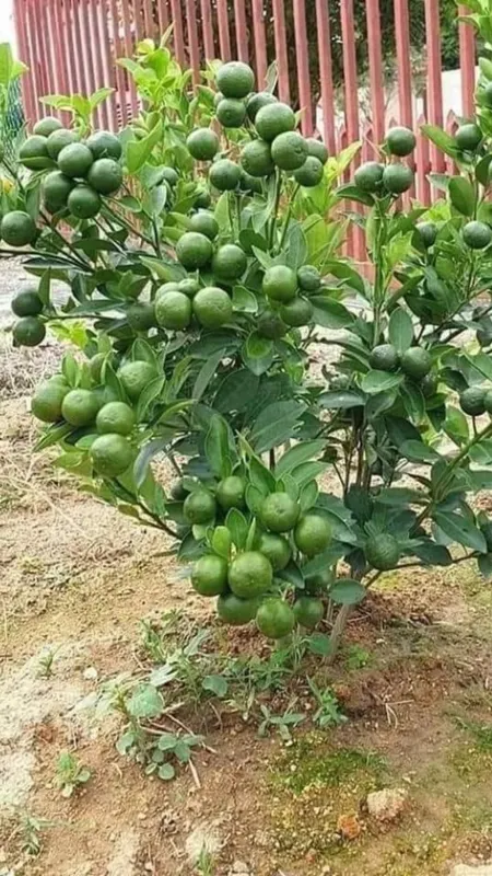 नींबू की खेती करते समय इन बातों का रखें ध्यान!