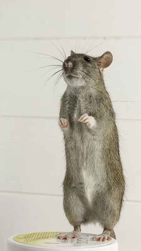 क्या आप जानते हैं? इंसानों की तरह सोचते हैं चूह