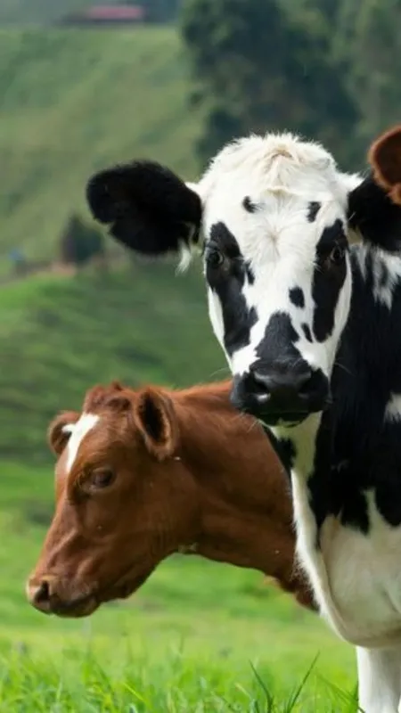 ये हैं सबसे ज्यादा दूध देने वाली 3 गाय!