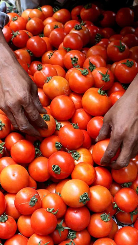 भूल कर भी न खाएं टमाटर... जानें किन्हें है खतरा!