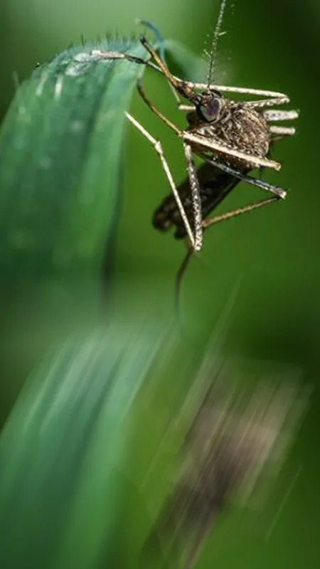 कहीं आप भी तो डेंगू के मच्छरों से नहीं घिरे, जल्द करें इसका पता