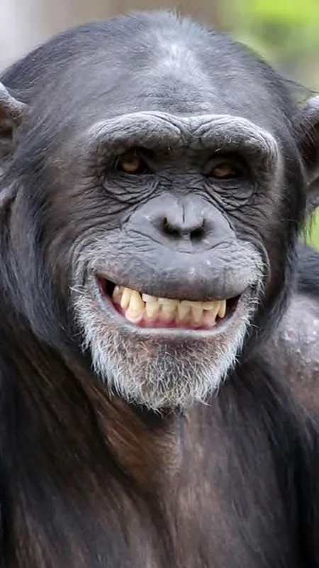 क्या जानवर भी इंसानों की तरह हंसते हैं?