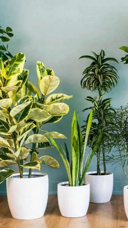 प्रदूषण को कम करेंगे ये पौधे, देंगे साफ हवा