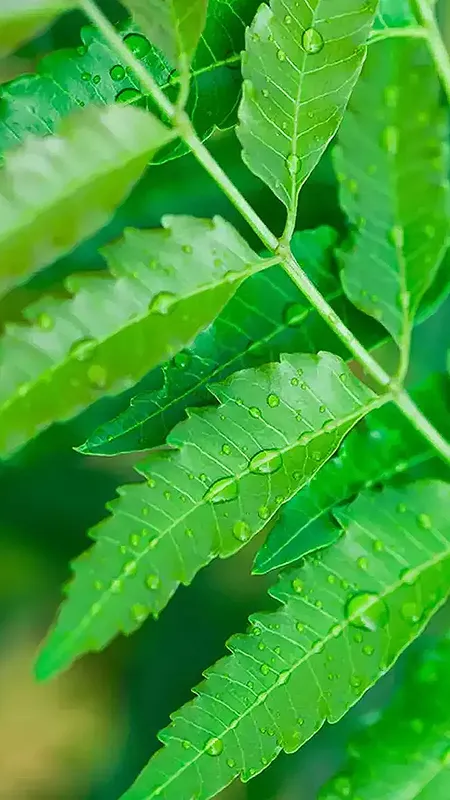 नीम की पत्तियां खाएं, इन बीमारियों से मुक्ति पाएं