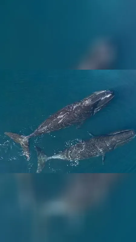 4 हजार साल से भी अधिक तक जिंदा रहते हैं ये समुद्री जीव