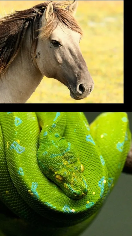 सांप के काटने पर दिया जाने वाला इंजेक्शन घोड़े के खून से बनाया जाता है