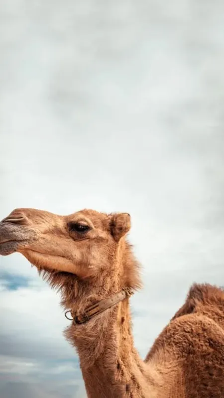 इस देश के राष्ट्रीय पशु को मारकर बड़े चाव से खाते हैं लोग