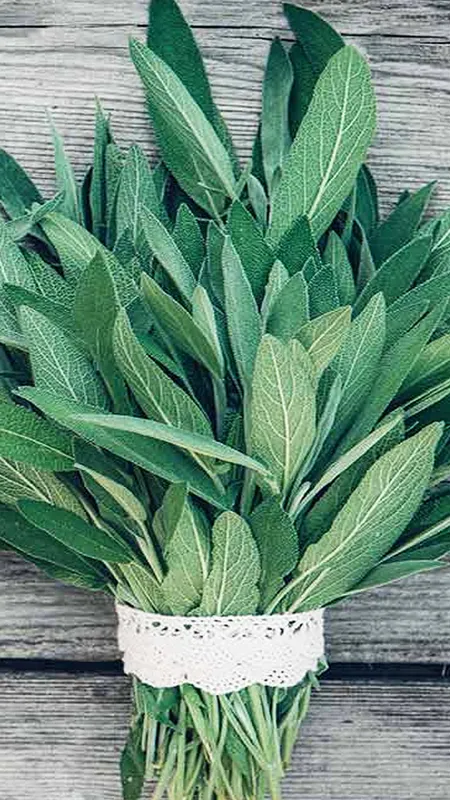 इस पौधे की पत्तियों का है सहारा, डायबिटीज से दिलाए छुटकारा