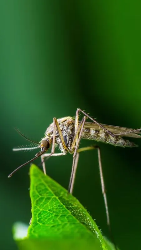 डेंगू मलेरिया जैसी बीमारियों से छुटकारा दिला सकते हैं ये कुछ उपाय