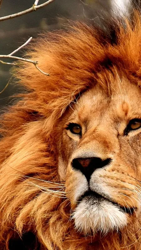 जंगल के राजा की कितनी होती है लाइफ, आखिर कितले सालों तक करते हैं राज