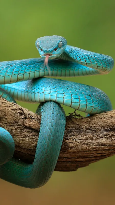 भारत एक ऐसा राज्य है, जहां नहीं है एक भी सांप