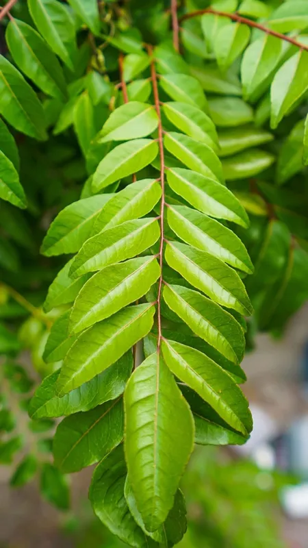 सिर्फ इस एक पत्तें से बढ़ जाऐंगे आपके बाल