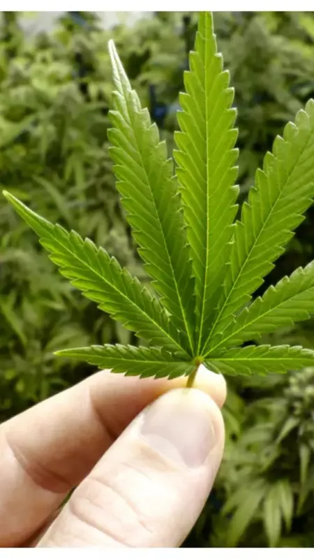 यूक्रेनी सैनिक जमकर पी रहे हैं गांजा